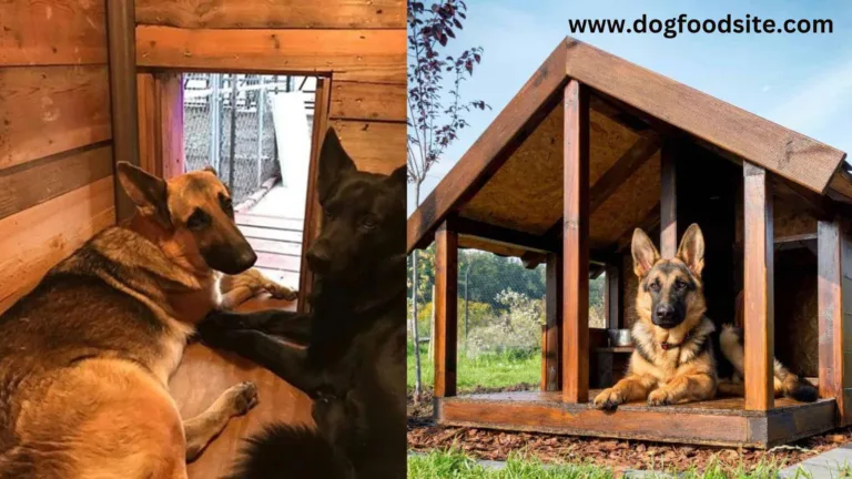 Creating the Perfect German Shepherd Dog House: Comfort and Care