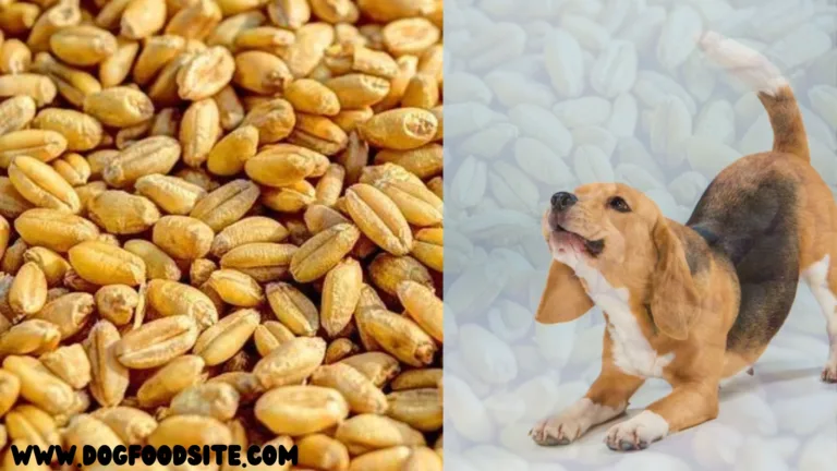  Can Dogs Eat Farro? Detailed Information on Including Grains in Your Dog’s Diet