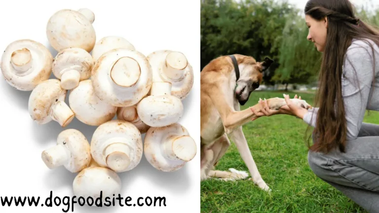 Can Drug Dogs Smell Mushrooms: Unraveling the Canine Scent Detective
