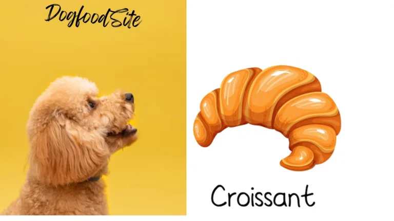 Can Dogs Eat Croissants: A Guide to Safe Treats
