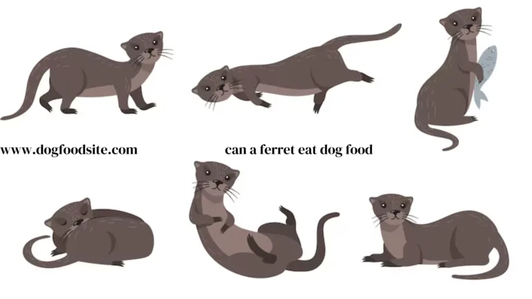 can a ferret eat dog food ? Unraveling Ferret Nutrition: