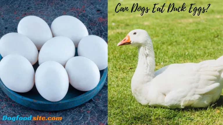 Can Dogs Eat Duck Eggs?