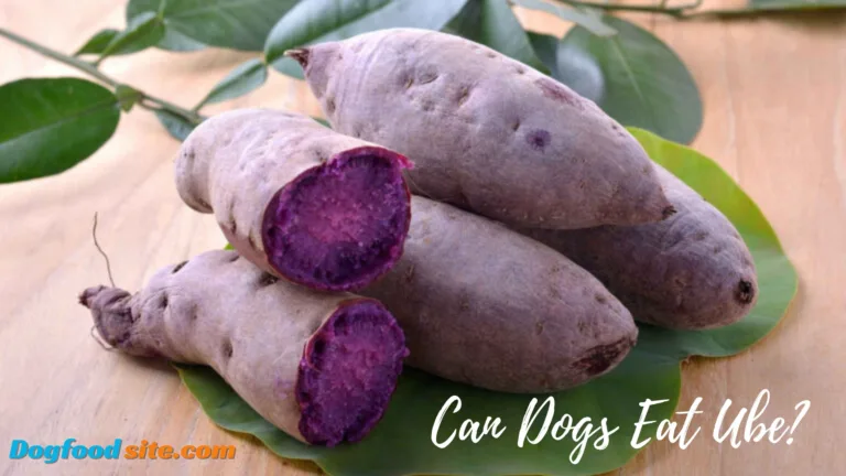 Can Dogs Eat Ube?